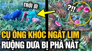 THƯƠNG XÓT CỤ ÔNG GÀO KHÓC ĐẾN NGẤT LỊM KHI CHỨNG KIẾN RUỘNG DƯA HẤU CỦA MÌNH BỊ KẺ GIAN PHÁ HOẠI