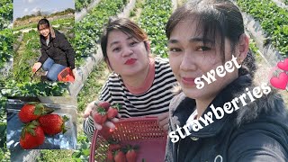 Zhen organic Strawberry Farm🥰  @Fanling. (hongkong vlog)