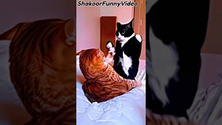 angry cats fight compilation🤣😂 #cats #fighting #shorts #youtubeshorts