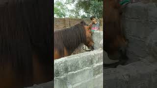 Kudanya Masuk Kandang #horse #comedy #animals #masukberanda #kuda #naikkuda #kudakudaan #cute #funny