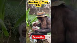 Monkey Thug Life 🤣 #shorts #reels #thuglife #attitude #animals #facebook #youtubeshorts