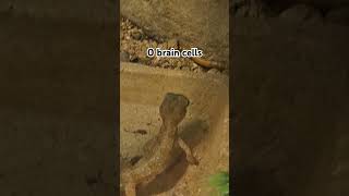 0 brain cells #animal #animals #cute #gecko #lizard #reptiles #reels #fyp #fypシ゚viral #viralvideo