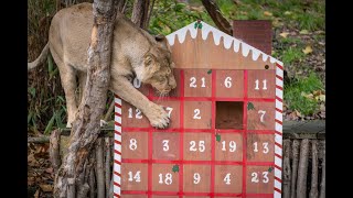 Animal Advent(ures)