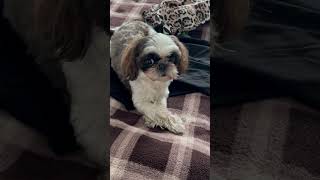 Кто спер со стола #юмор #прикол #видеопрособак #собака #питомец #pets #shihtzu #шитцу