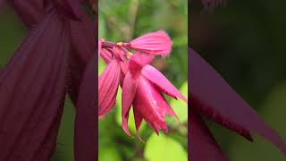 July colour in a UK tropical garden -sneak peak