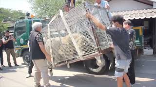 Officers seized two lions from their home in Chonburi