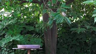 OISEAUX en attente de pitance.