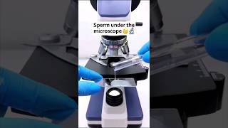 Sp*e*r*m under the microscope #microscope #sperm #shortfeed #fyp #shorts #science #semen