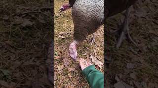 Hand Feeding A Wild Turkey