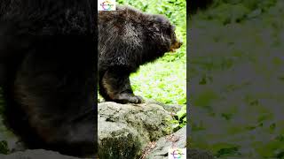 10 Weirdest Facts About Brown Bears You Won't Believe #shorts #shortsfeed  #facts #weirdanimals