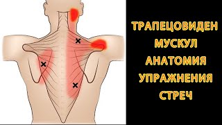 Главен Виновник За Болката ВЪВ ВРАТА И ГЪРБА - ТРАПЕЦОВИДЕН МУСКУЛ - РАЗТЯГАНЕ и АНАТОМИЯ