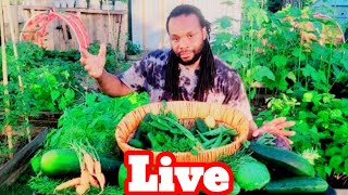 Pre record livestream 24/7 All you need to know about garden.