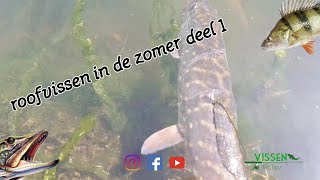 Roofvissen in de zomer deel 1 !!! Fishing for predatory fish in the summer part 1!!!