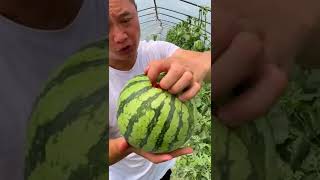 watermelon fruits934