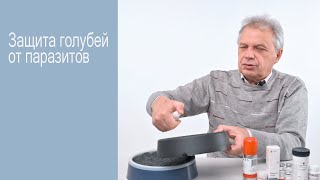 Защита голубей от паразитов