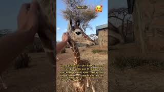 Amazing Giraffe Calves: Quick Learners of the Wild!