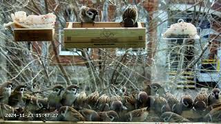 Воробьи в кормушке #birds #birdfeeder (1)