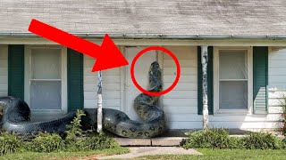 Snakes Invading Home Caught on Camera 🐍