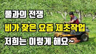 [배재배] 과수원 풀관리 | 제초작업 | 저희는 승용예초기로 이렇게 해요 | Asian Pear Orchard