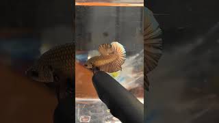 STEEL BETTA⚔️ Solid color #cupang #bettafish #fish #shortvideo  #betta #shorts