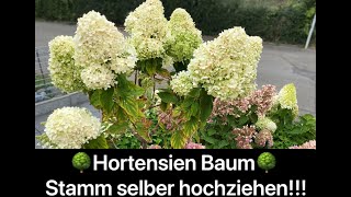 Hortensie auf Stamm selbst hochziehen oder aus vorhandenem Strauch kreieren?!