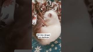 #cat #catlover #kucing #kucinglucuiimut #kucinglucu #odi #kucingimut #cute #cutecat