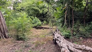 Sri Nakhon Khuean Khan Park, the green lung of Bangkok, Thailand (2023).