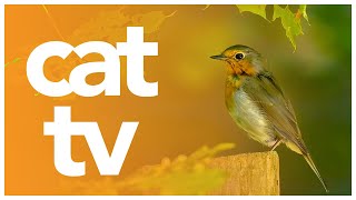 CAT TV | 3 Hours of Forest Birds and More! | Wildlife Watching Video for Cats!