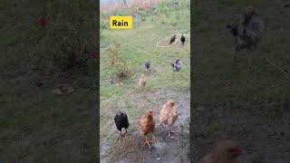 #chickens #rain Кури гуляють під дощем #всебудеукраїна