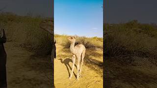 beautiful camel baby in the desert#youtubeshorts #shorts #shortsfeed