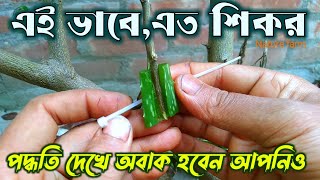 Great Technique Propagate Lemon Tree with Hormone |এর থেকেও সহজ পদ্ধতি ? হতে পারে ?