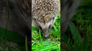 🦔Nice to meet you in Antalya😜 #turkey