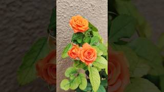 Orange beauty 🧡🧡🧡 #rose #pottedplants #terracegarden