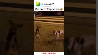 Cachorro Capoerista🤣 #humor #memes #shorts #shortvideo