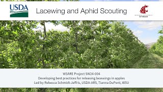 Lacewing and Aphid Scouting