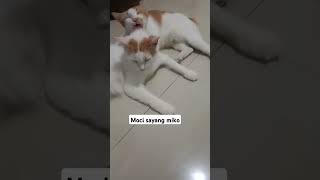 #cat #catlover #kucing #kucinglucu #moci #miko #kucingimut #cute #cutecat #kucingganteng #meong