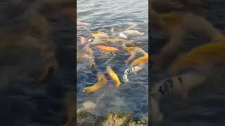 Colourful Dancing Fishes | Love Lake | Dubai | UAE