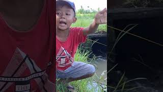 🔴DAPAT IKAN WADER..CILIK MENTIK💥JEK ANAKAN‼️OGAK NGREOG MANCING KALI Hiburane🔥#viral #shorts #short