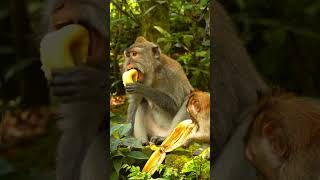 Monkeys Munching Away: Cute Overload Alert!