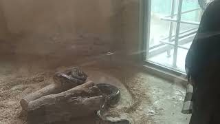 Snake In Lahore Zoo