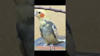 Funny cockatiel shorts