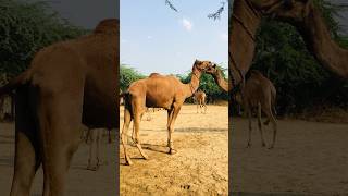 green male camel #shorts  #shortvideo  #youtubeshorts