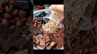 Simple Potting Soil Mix Recipe for Indoor Plant - Monstera Deliciosa // Monster Plant Soil