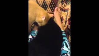 CAT home video/Thank you brother Pinkie for grooming me - Poquito/cat lover/cats on youtube/shorts