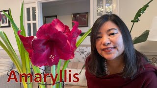 Amaryllis | Mamata's Essence