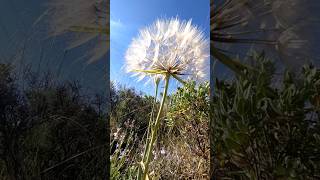 Tragopogon dubius (escozonera)