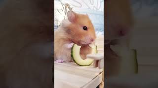 Cute hamster 😀