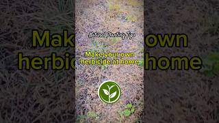 Make your own herbicide at home #youtubeshorts #shortvideo #garden #howto #farming #plant #video