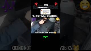 Зачем он туда залез? 😅