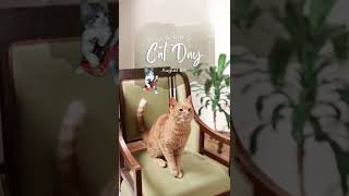 Międzynarodowy Dzień Kota | Happy National Cat Day